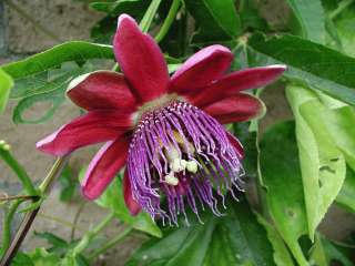 Large 5 Passion Flower Plant   Ruby Glow  Passiflora   4 Pot 