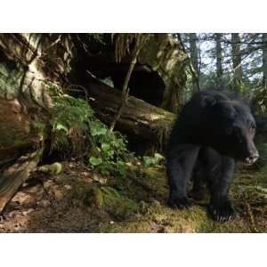 Black Bear Who Strips Bark Off of Redwood Trees to Get at Sap 