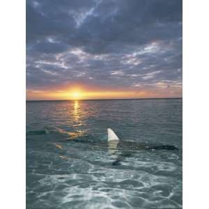  The Fin of a Blacktip Shark Pokes Above the Waters Surface 