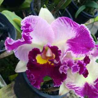 SC07 Orchid Plant Pot Pack Lc Chan Hsiu Jewel San Mei  
