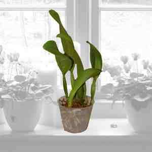 SC78 Orchid Plant Cattleya Blc Chunyeah #17 Pot Pack  