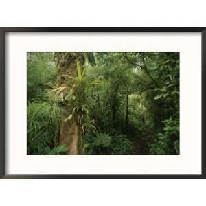  Rain forest tree with bromeliad plants, Costa Rica Framed 