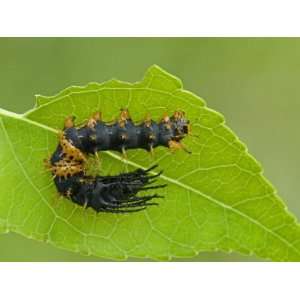  Royal Moth Second Instar Caterpillar (Citheronia Hamifera 