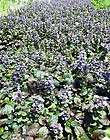 Bronze Beauty Ajuga 48 Plants   Carpet Bugle   Very Hardy