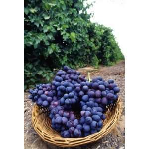  25 Concord Grape Seeds 