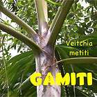 RARE Myola KING Palm FAST Growing LIVE Tropical Tree