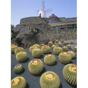 Jardin De Cactus, Near Guatiza, Lanzarote, Canary Islands, Atlantic 