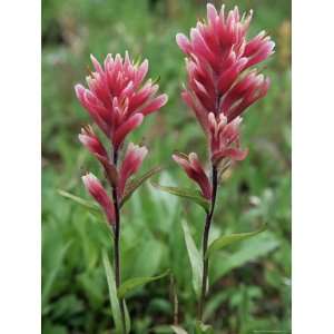  Paintbrush, Banff National Park, Alberta, Canada, North 