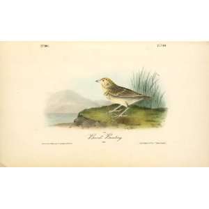   John James Audubon   24 x 14 inches   Bairds Bunti