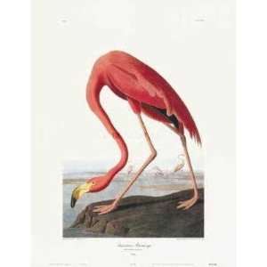  American Flamingo by John James Audubon 23.00X30.00. Art 
