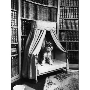  Schnauzer Belonging to Heiress Marjorie Merriweather Post 