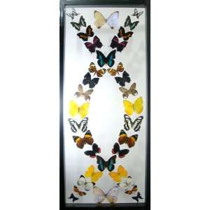  Real Mounted Butterfly Art From Peru Framed in Black 