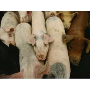  Pigs Crowd Together in Line at Feeding Time Stretched 