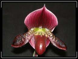 Paphiopedilum Ruby Peacock x Macabre Blooming Sized Orchid Plant 