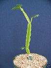 Cissus Quadrangularis Succulent House Plant vine  