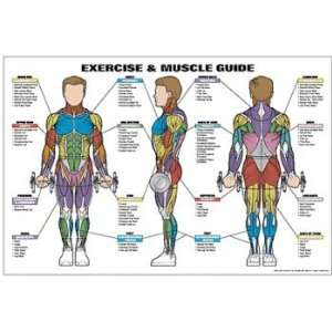  and Male Muscle Guide Laminated Fitness Poster