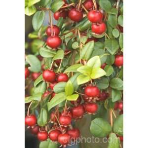    Ugni Molinae Chilean Cranberry Bush 5 Seeds Patio, Lawn & Garden