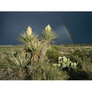  Desert Landscape with Yucca and Prickly Pear Cacti and 