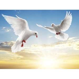  Perfect couple of white bird on the beautiful blue sky A 