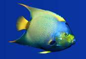 Digi Fish Aqua Real 2 Aquarium Marine Screensaver Saver  