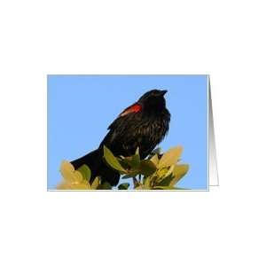 Red Wing Blackbird Card
