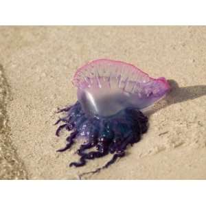 Portuguese Man O War Jellyfish, Turneffe Caye, Belize Photographic 