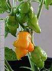 Trinidad Scorpion Pepper Seeds RARE Yellow 5 Seed Pack