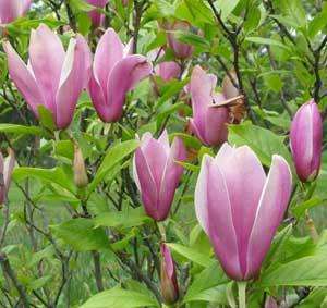 Magnolia seeds are usually slow to germinate. It can takes few months 