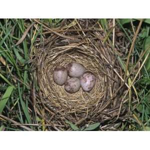  Lincolns Sparrow Nest with Four Eggs, Melospiza Lincolnii 