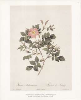   published in the 3 volume work Les Roses (The Roses; 1817 1824