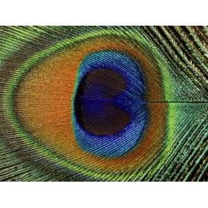  Close Up of the Eye of a Peacock Feather, (Pavo Cristatus 