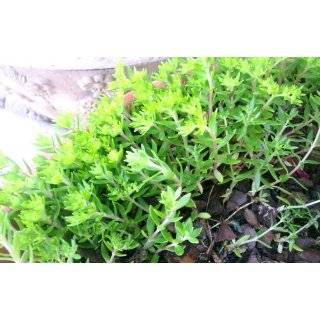 20 Gold Moss Stonecrop Ground Cover Plants   Perennial