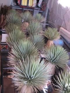 Yucca thompsoniana Most Reliable Cold Hardy Yucca Tree  