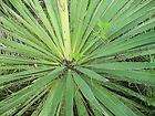 yucca tree  