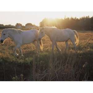  Camargue Horses, La Petite Camargue, in the Region of 